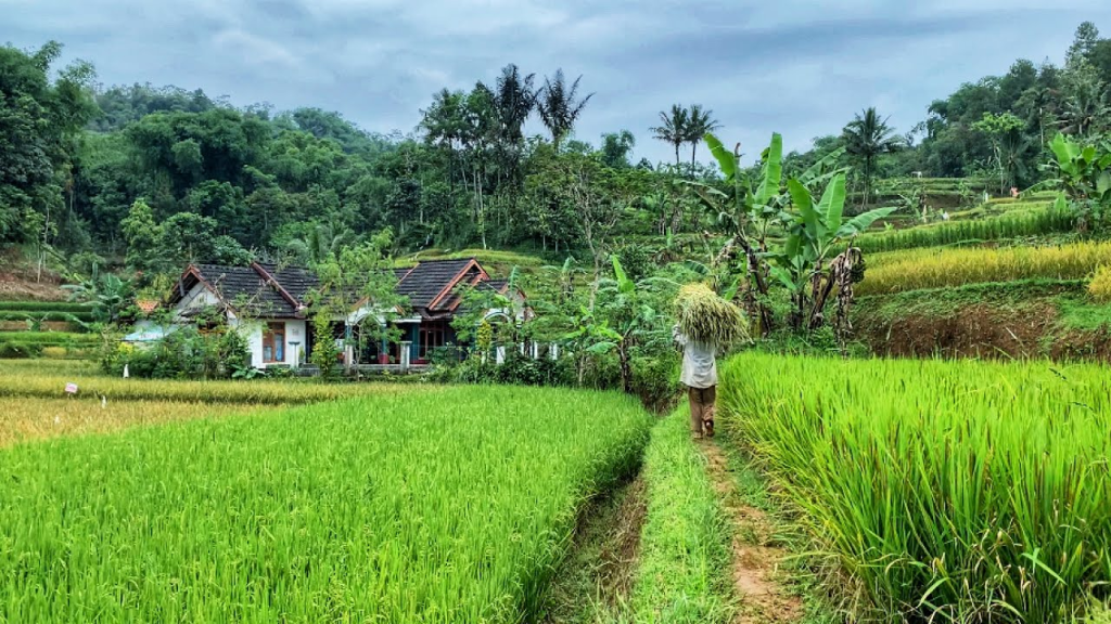 Bosan kota 7 Alasan hidup di pedesaan bikin bahagia 