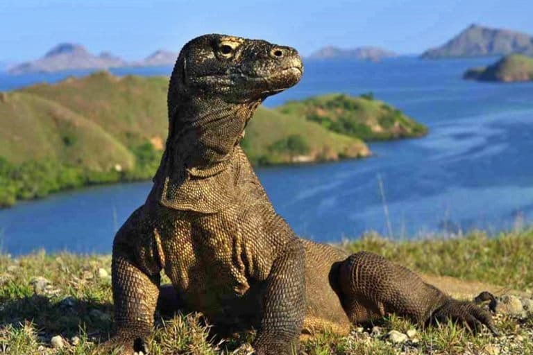 Villa Eco Tourism Komodo: Potensi Investasi Naik 15% di 2025